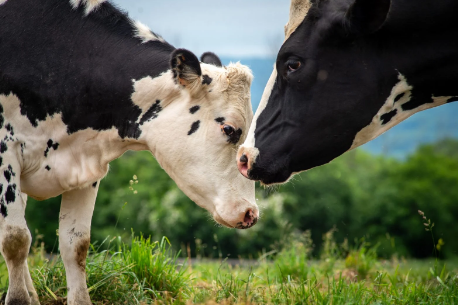 Best Veterinary Pharma Franchise Partner in Bihar – Vetset Lifecare