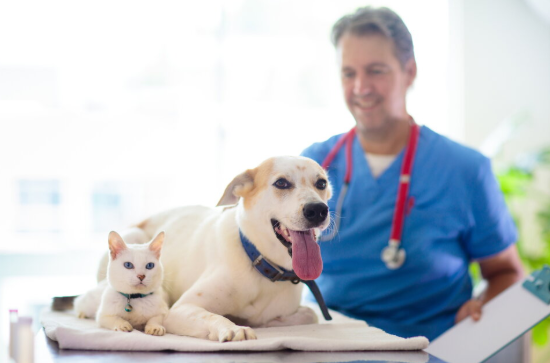 Responsible Pet Wellness Decisions for Healthier Cats and Dogs in Dubai
